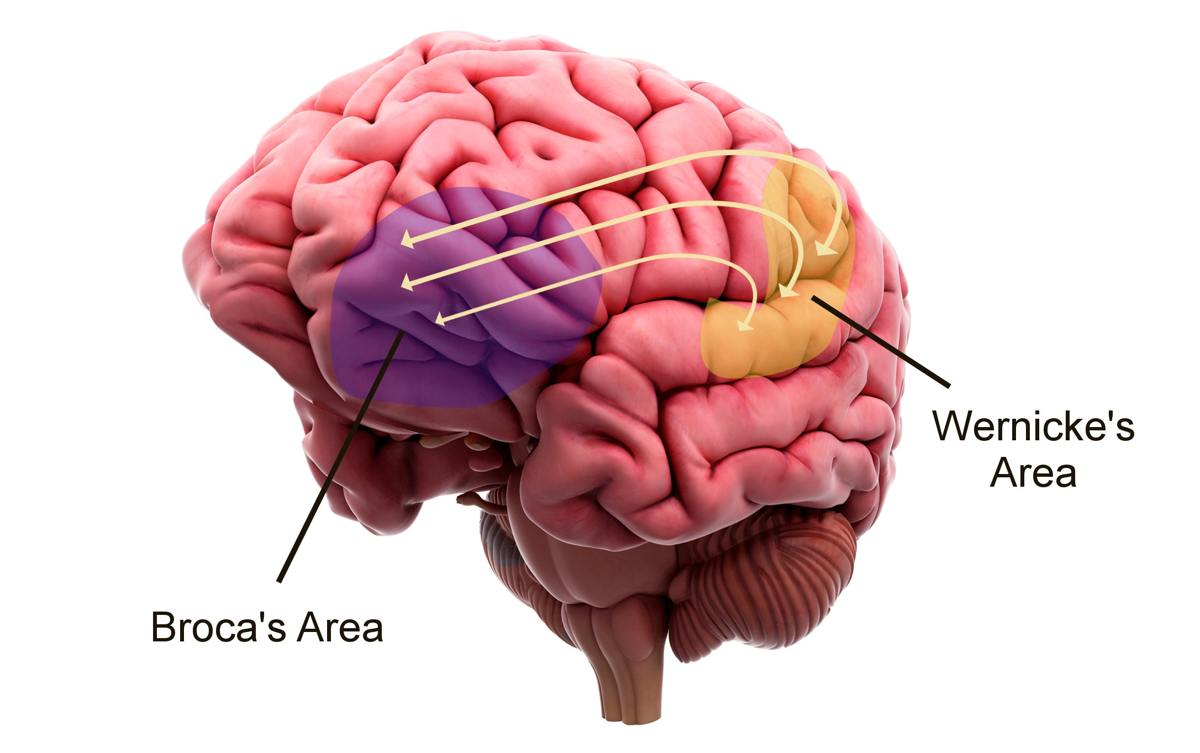 Brain Image - Broca's Area and Wernicke's area
