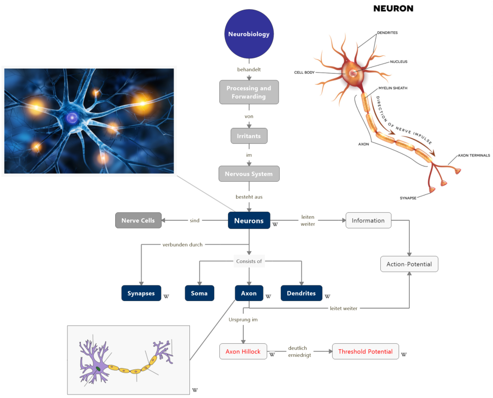 Figure 5 - Concept Map - Neurobiology